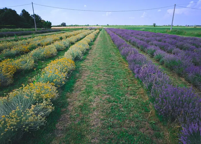 Agrib&b Corte Burchio Bed & Breakfast