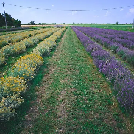 Agrib&b Corte Burchio לינה וארוחת בוקר